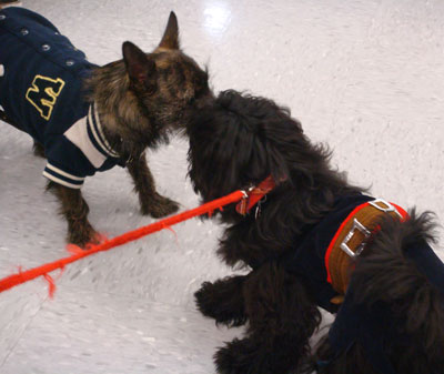 The Wolfman and Zorro Play Chase Me The Wolfman and Zorro Play Chase Me