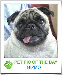 Pet Pics on Petsugar 2008-11-04 08:00:44