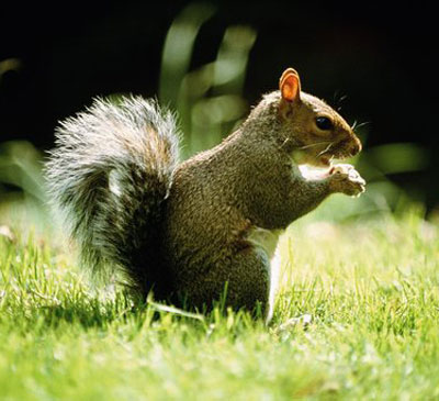 Creature Feature: Squirrel