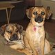pugglelover