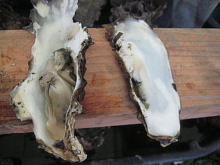 How to Shuck an Oyster