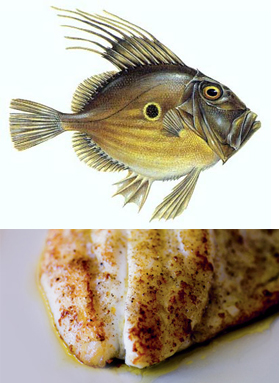 John Dory