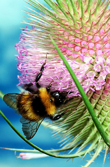 Honey Bees Disappearing, Food Supply in Danger Honey Bees Disappearing, Food Supply in Danger