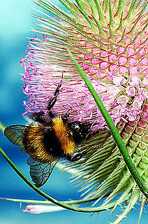 Honey Bees Disappearing, Food Supply in Danger