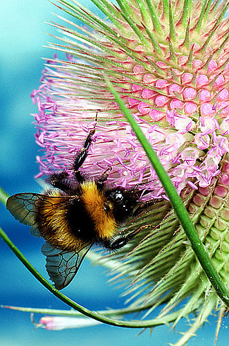 Honey Bees Disappearing, Food Supply in Danger