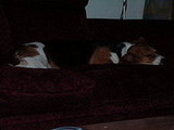 Brando Beats the Heat