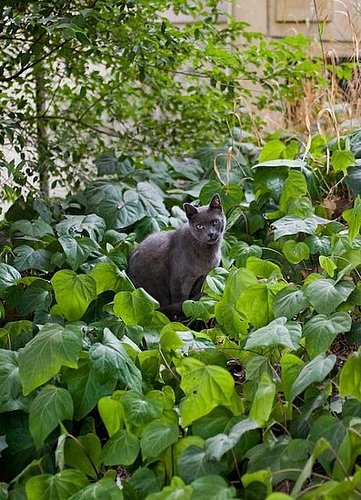 For all of you Satorialist lovers, I give you 'The Catorialist' 