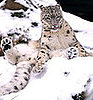 Arctic Animals Most Active on Snowy, Winter Days at the Zoo