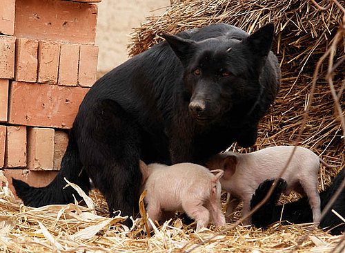 Orphaned Piglets Love Foster Mom, Too Orphaned Piglets Love Foster Mom, Too