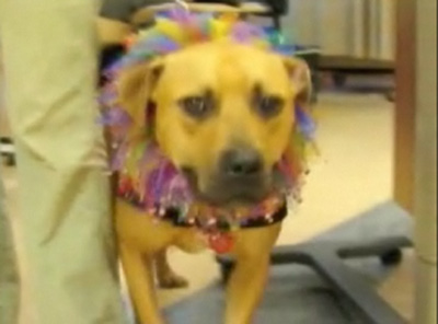 Former Vick Dog Puts Pitty Paws to Therapy Former Vick Dog Puts Pitty Paws to Therapy