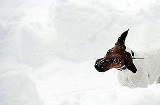 I Need Your Help . . . My Dog Won't "Go" in the Snow!