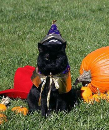 The Scoop: First Cat Passes Away