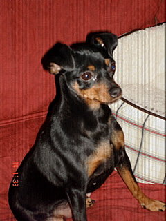 I Need Your Help . . . Company Calls, Puppy Answers by Biting