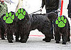 Guess What Breed?