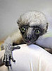Meet Tahina, the Baby Madagascar Lemur