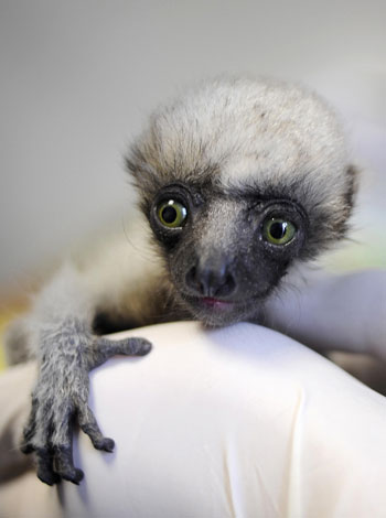 Baby Tahina Has Big Green Eyes and She's Watching You