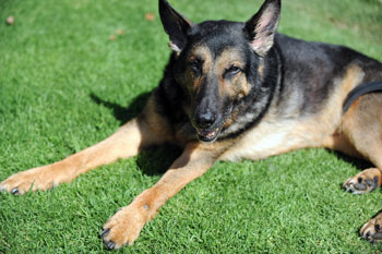 3. German Shepherd 3. German Shepherd