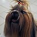 10. Shih Tzu