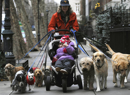 What's Your Take: Should Dog Walkers Be Licensed?