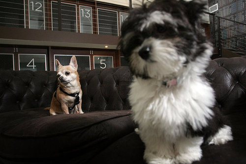 Out and About: Sydney's Swank PawPaws Out and About: Sydney's Swank PawPaws