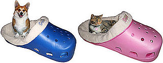 Sasquatch Pet Bed: Spoiled Sweet or Spoiled Rotten?
