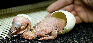 Hi, Baby Kroeskoppelpelikaan!