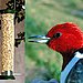 Mesh Cling Feeder and Peanuts