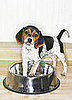Two More Peanut Butter Treat Recalls: In the LINK of an Eye!