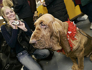 Guess What Breed?
