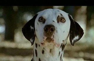 Which Clydesdale and Dalmatian Commercial's Cuter?