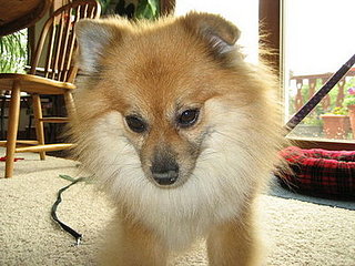I Need Your Help . . . Suggest Toys Not Treats to Pass the Time?