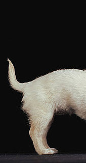 Which Way Does Your Dog's Tail Wag? (It Means Something.) 