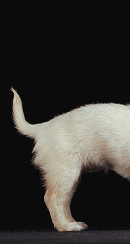 Which Way Does Your Dog's Tail Wag? (It Means Something.) 