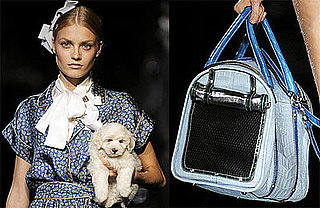 New Product Alert! Dolce & Gabbana Miss Dog