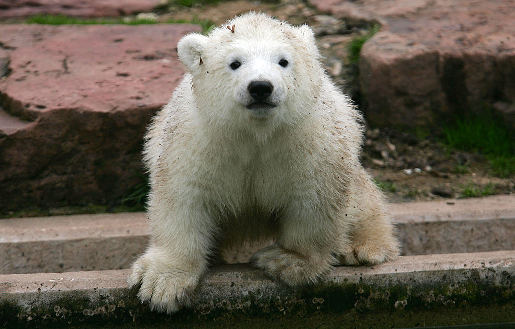 Flocke the Polar Bear at Nuremberg Zoo Flocke the Polar Bear at Nuremberg Zoo
