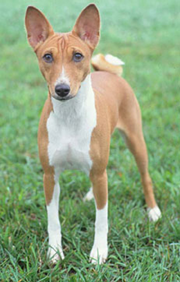 Guess What Breed?