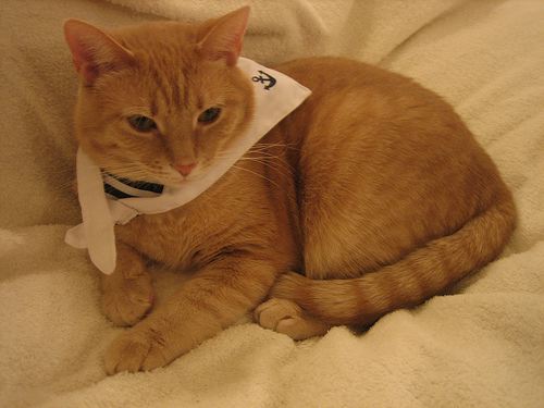 Cute Cat Outfits Cute Cat Outfits