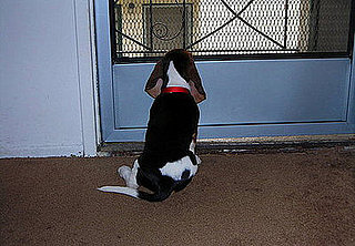 I Need Your Help . . . Separation Anxiety