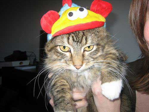 The Cat in the Hat . . . Literally