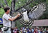 Guess What Bird?
