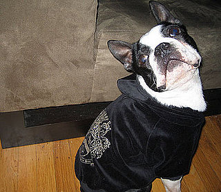 North Rocks His LA Doggie Styles