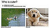 Keep Playing Which Pet Is Cuter!