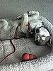 Crimson: Pet of the Week