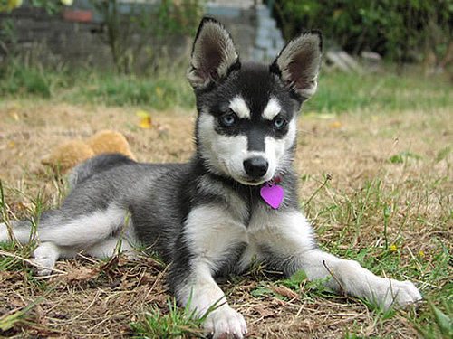 Breed Spotlight: Alaskan Klee Kai