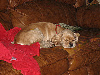 I Need Your Help . . . My Pooch Won't Stop Scratching!