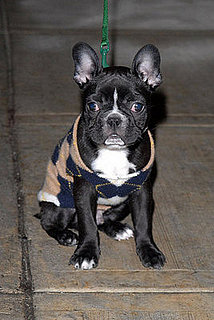 Who is Your Favorite Pooch?