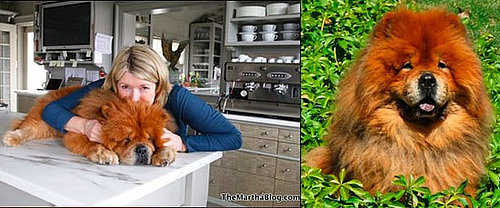 The Passing of Paw Paw: Martha's Cute Chow Chow Dies