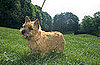 Guess What Breed?