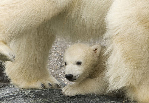 Germany Is the Land of Polar Bears . . . Meet Baby Wilbaer