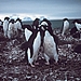 Adelie Penguins